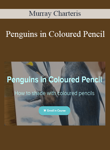 Murray Charteris - Penguins in Coloured Pencil